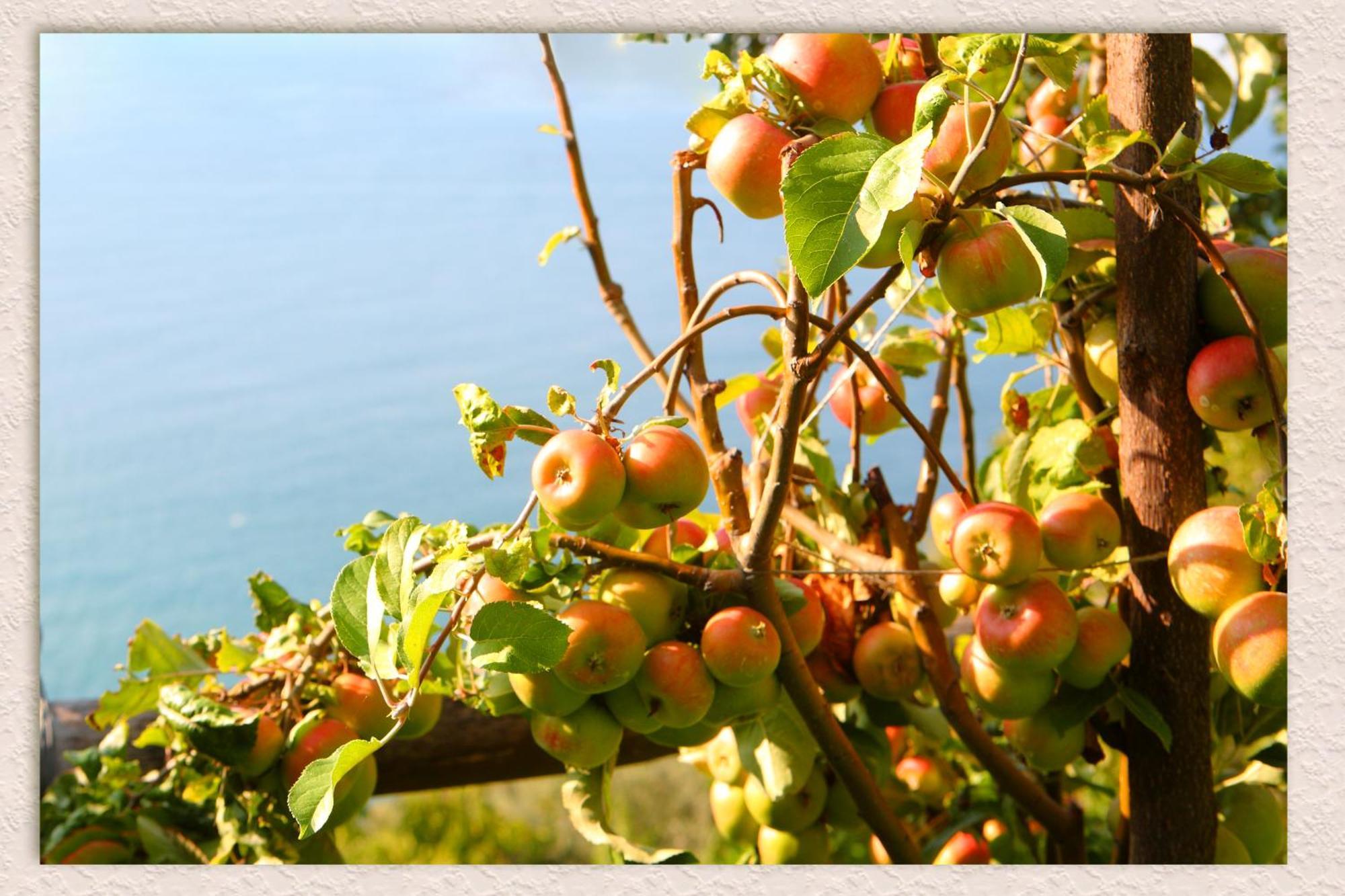 Villa Ketty Resort Vico Equense Kültér fotó